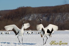 Japanese crane