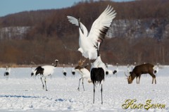 Japanese crane