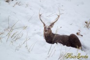 Hokkaido Sika Deer　エゾシカ