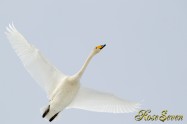 Whooper Swan　オオハクチョウ