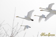 Whooper Swan　オオハクチョウ