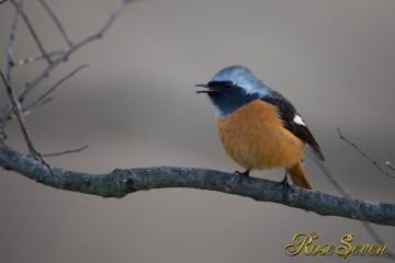 Daurian Redstart