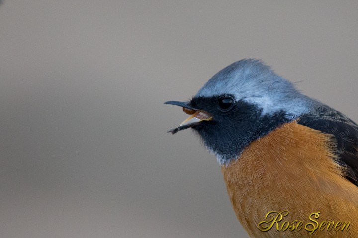 Daurian Redstart