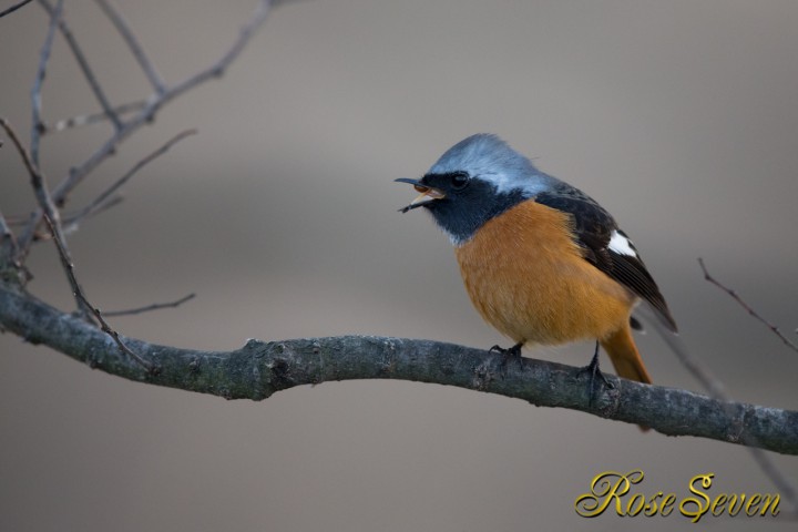 Daurian Redstart