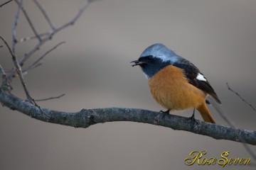 Daurian Redstart