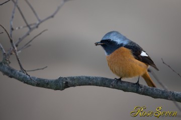 Daurian Redstart