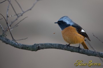 Daurian Redstart