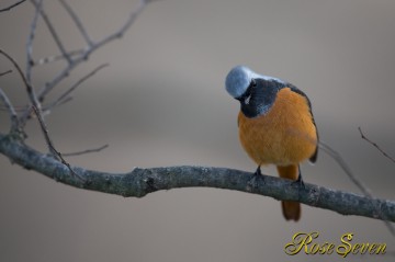 Daurian Redstart