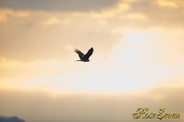 チュウヒ　Eastern marsh harrier　※　Canon Eos-1D X　EF600 F4L IS II USM　Lightroomで補正