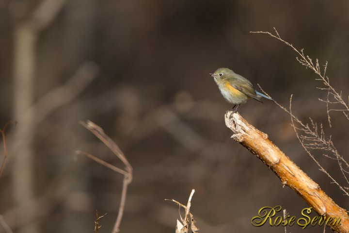 Red-flanked bluetail