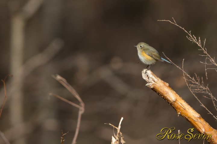 Red-flanked bluetail