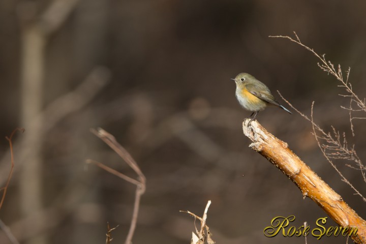 Red-flanked bluetail