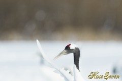 Japanese crane