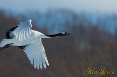 Japanese crane