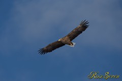 White-tailed Eagle