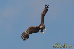 White-tailed Eagle