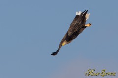 White-tailed Eagle