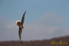 White-tailed Eagle