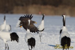 White-tailed Eagle