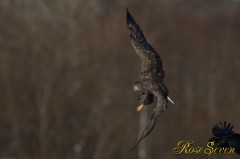 White-tailed Eagle