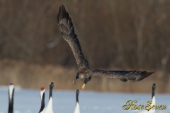 White-tailed Eagle