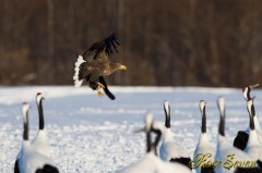 White-tailed Eagle