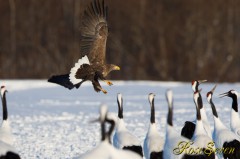 White-tailed Eagle