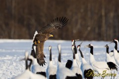 White-tailed Eagle