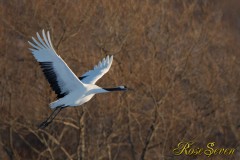 Japanese crane