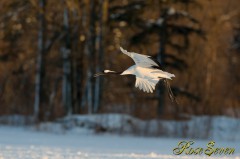 Japanese crane