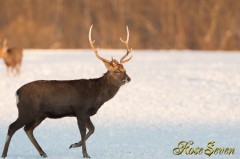 Hokkaido Sika Deer　エゾシカ