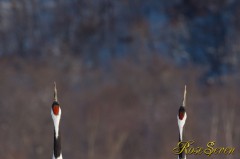 Japanese crane