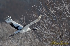 Japanese crane