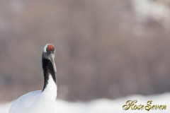 Japanese crane