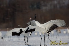 Japanese crane