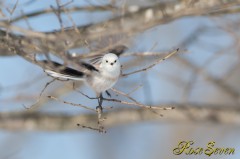 Long-tailed Tit