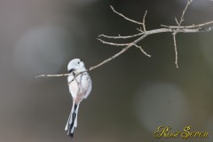 Long-tailed Tit