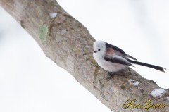 Long-tailed Tit