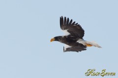 Steller's sea eagle