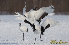 Japanese crane