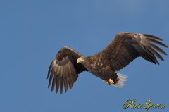 White-tailed Eagle