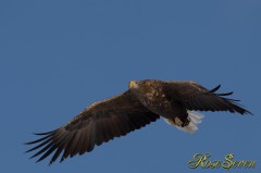 White-tailed Eagle