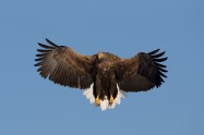 White-tailed Eagle　オジロワシ