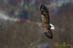 White-tailed Eagle