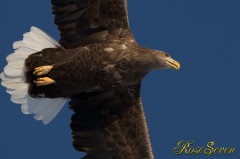 White-tailed Eagle　オジロワシ