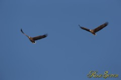 White-tailed Eagle