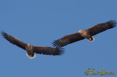 White-tailed Eagle