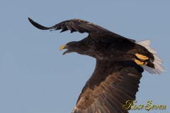 White-tailed Eagle