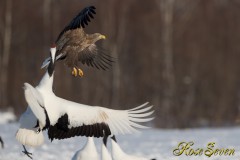 White-tailed Eagle