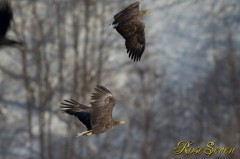 White-tailed Eagle